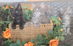 Maine Coon cats for sale: HEALTH TESTED TICA REG - Image 34