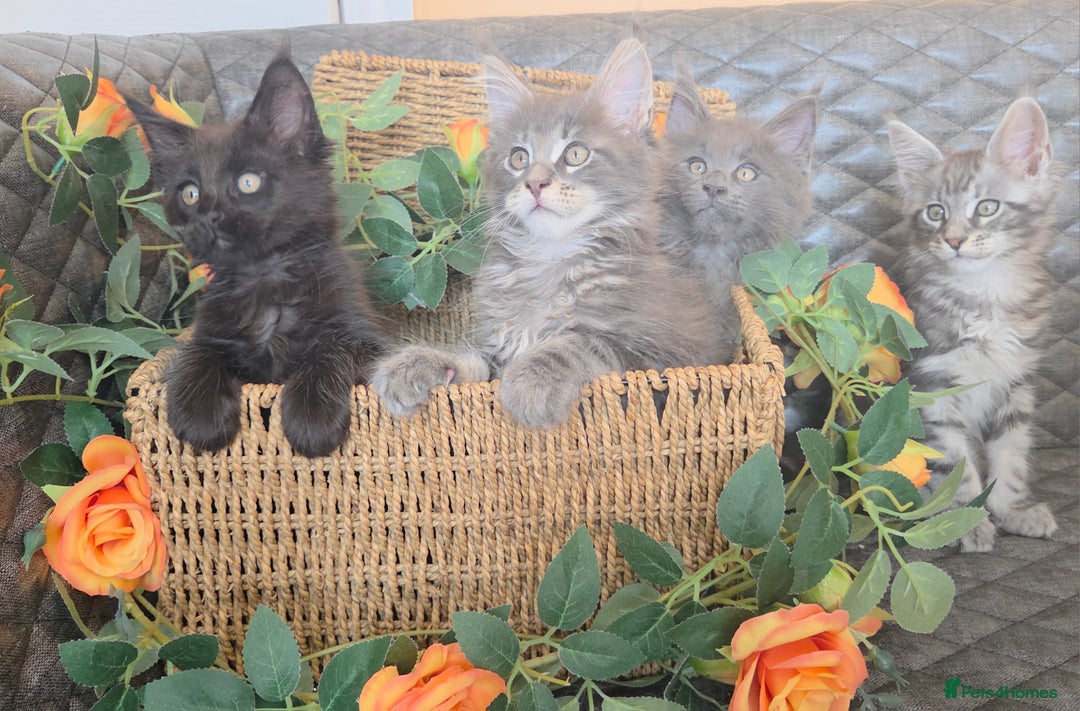 Maine Coon cats for sale: HEALTH TESTED TICA REG - Image 34