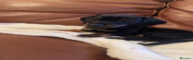Miniature Dachshund 1