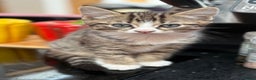 British Shorthair cats for sale: 2 kittens ready now… - Advert 2