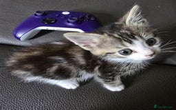 Mixed Breed cats for sale: Norwegian forest x kittens  - Image 9