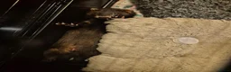 Ferret rodents for sale: EU cross ferret hob kit - 3 months old - Advert 4
