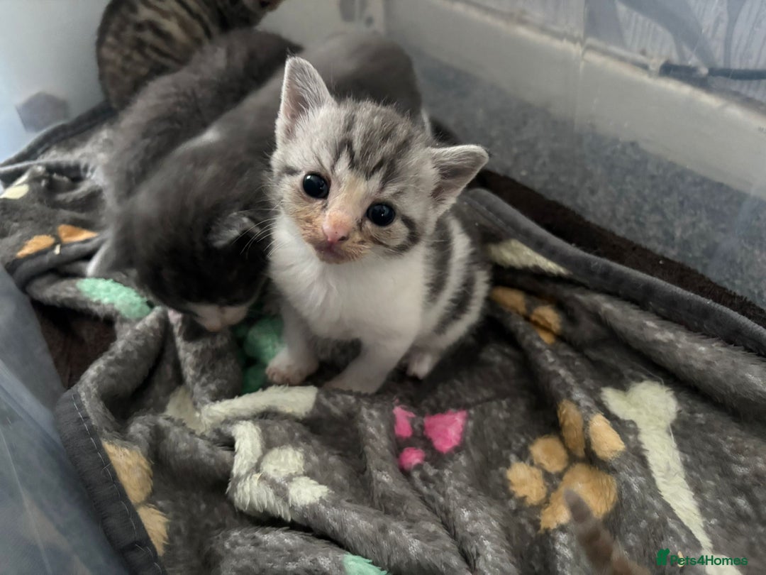 Domestic Shorthair cats for sale: Gorgeous kittens for sale. - Image 2