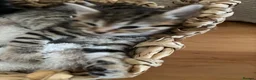 Mixed Breed cats for sale: One male one female fluffy kitten - Advert 5