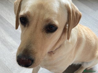 Labrador Retriever dogs - Advert 1