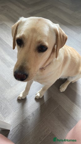 Labrador Retriever dogs - Advert 1