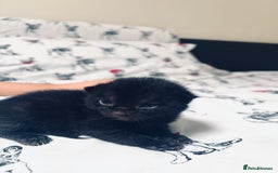 Mixed Breed cats for sale: 5 kittens for sale  - Image 5