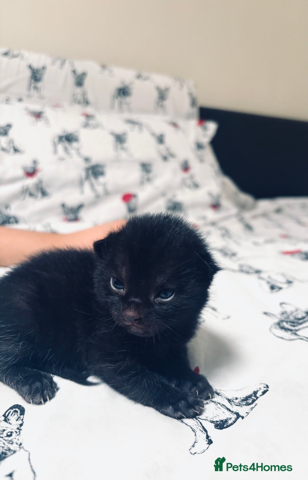 Mixed Breed cats for sale: 5 kittens for sale  - Image 5