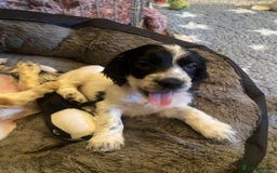 Cocker Spaniel dogs for sale: Cocker Spaniel Pups - Image 8