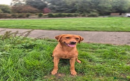 Labrador Retriever dogs for sale: Labrador puppies ready for last week December  - Advert 1