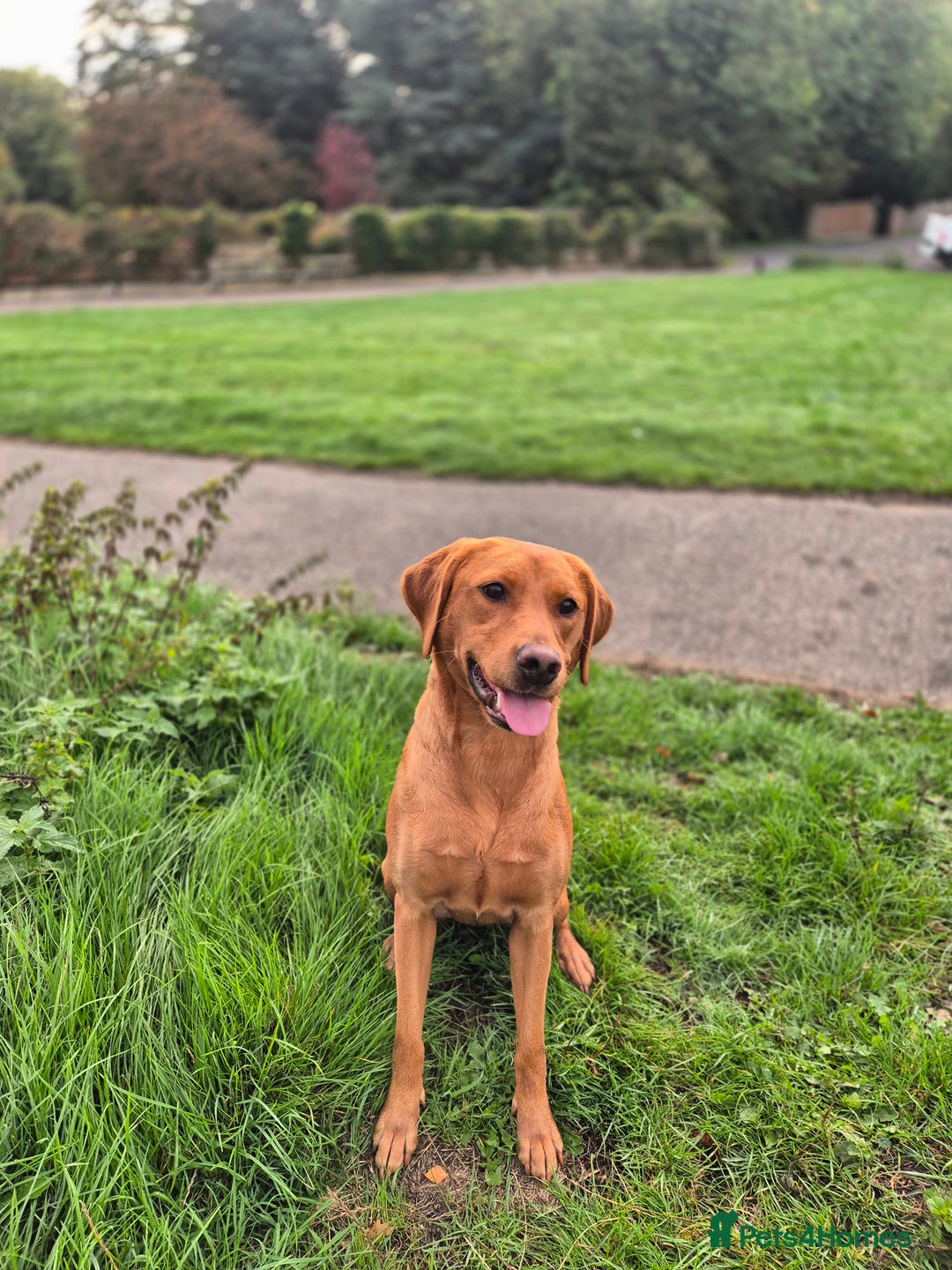 Labrador Retriever dogs for sale: Labrador puppies ready for last week December  - Advert 1