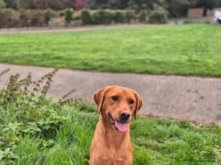 Labrador Retriever dogs - Advert 5