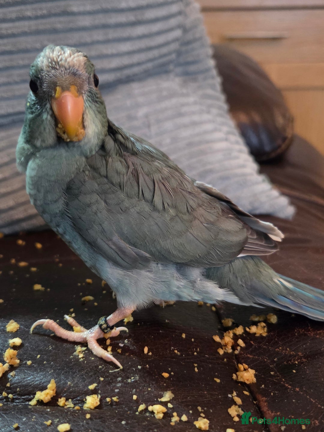 Parakeets birds for sale: Hand Tame Kakariki  - Image 1