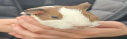 Guinea Pig rodents for sale: Female guinea pigs - Advert 1