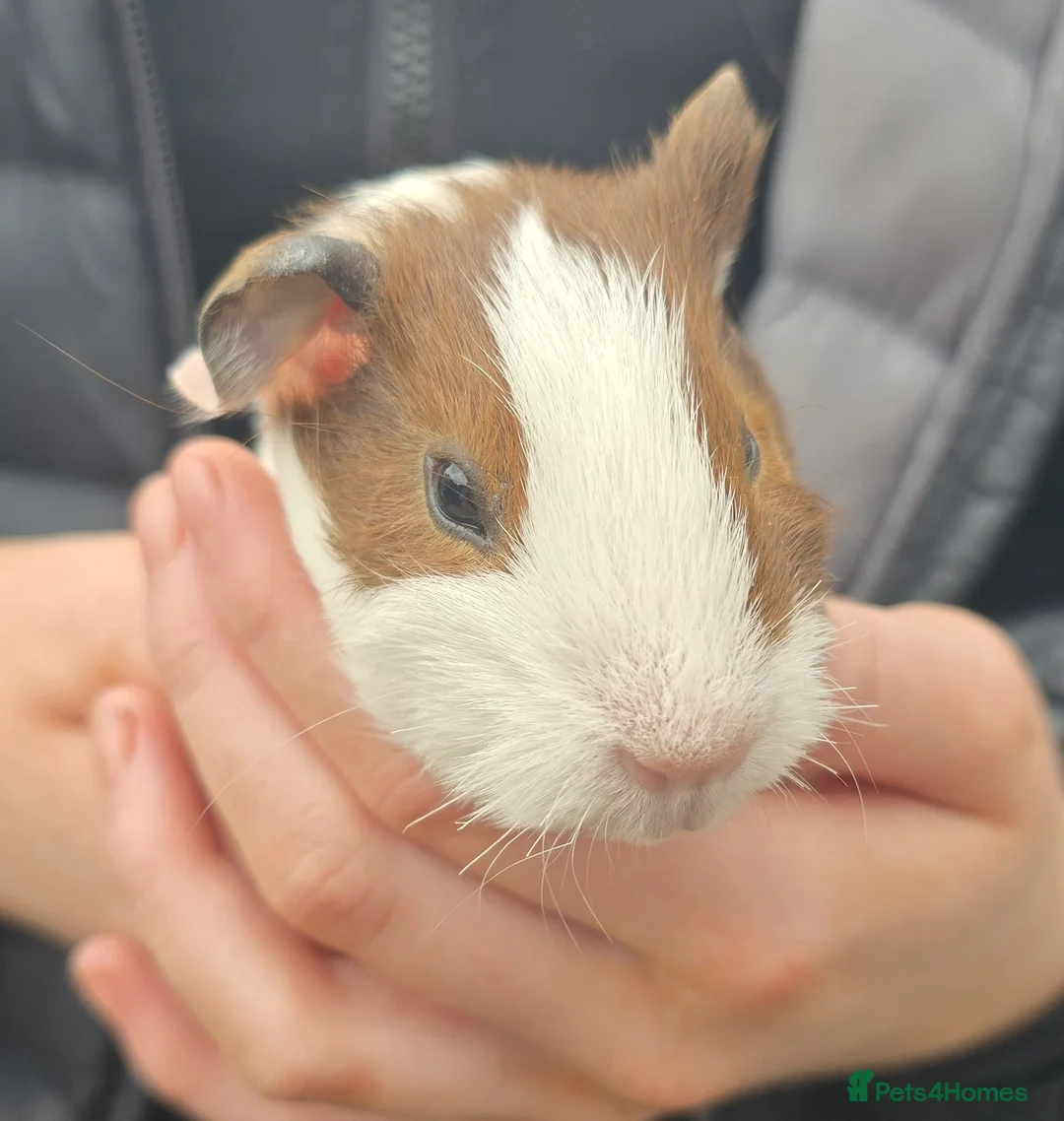 Guinea Pig rodents for sale: Female guinea pigs - Advert 1
