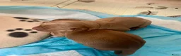 Australian Labradoodle dogs for sale: Australian Labradoodle x Fox Red Labrador x2 boys - Advert 9