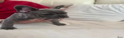 French Bulldog dogs for sale: stunning french bulldogs - Advert 34
