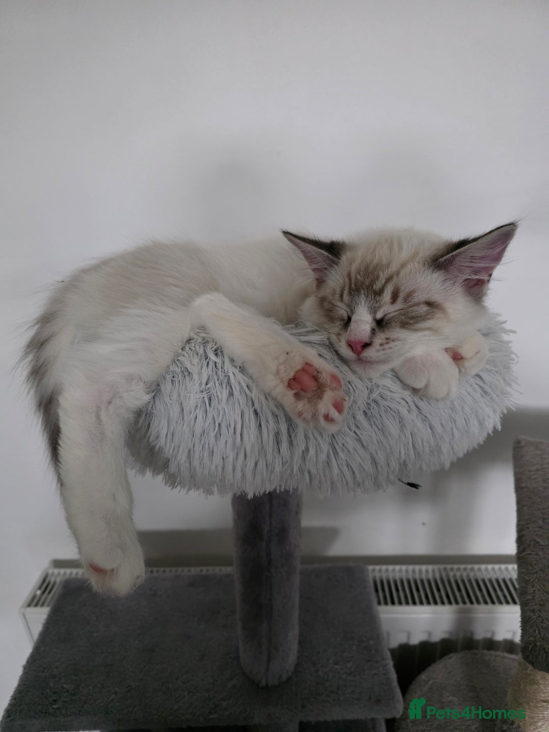 Ragdoll cats for sale: Playful loving boy looking for family home 🏡 - Advert 4