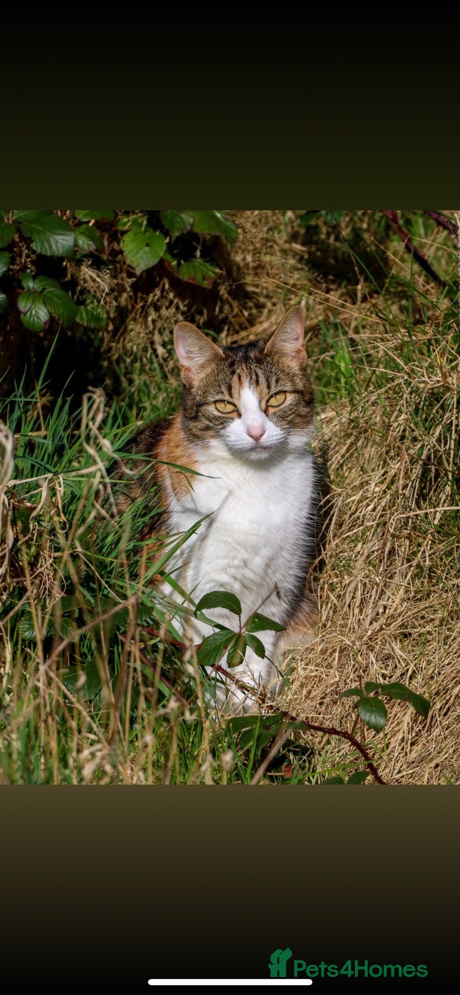 Mixed Breed cats Kittens for sale  - Advert 10