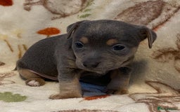 Jack Russell dogs for sale: Blue, Lilac & Tan smooth coated miniature JRT - Advert 6