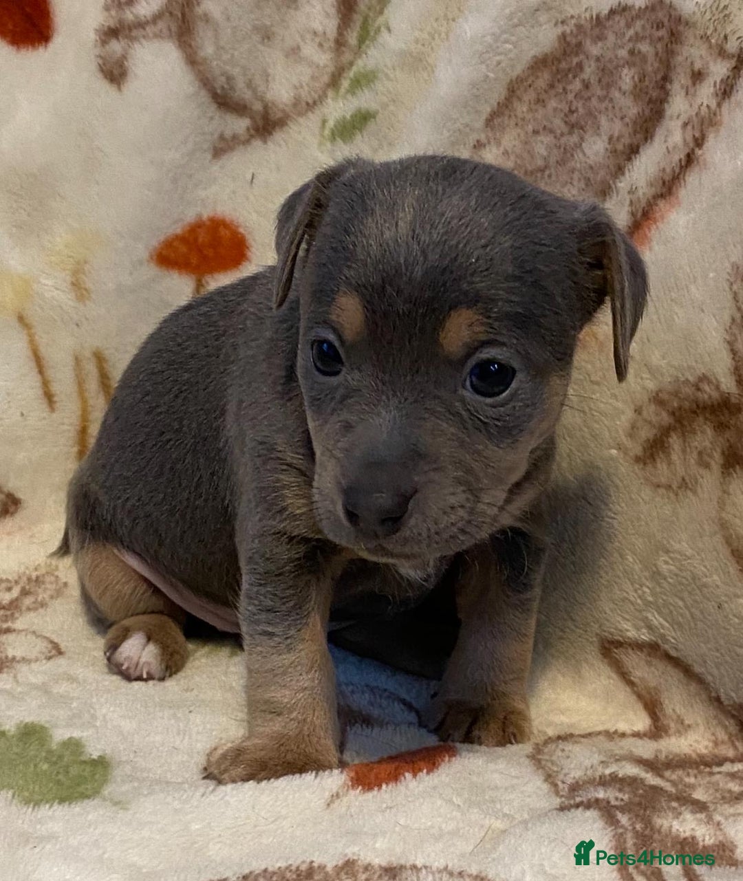 Jack Russell dogs for sale: Blue, Lilac & Tan smooth coated miniature JRT - Advert 6