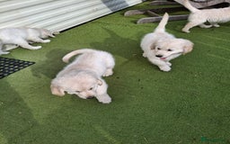 Golden Retriever dogs for sale: Golden Retreiver Puppies  - Image 17