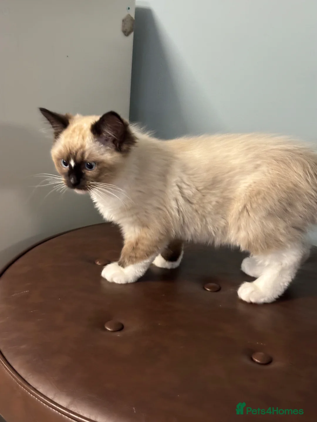 Ragdoll cats for sale: TICA registered Ragdoll Kittens Available  - Advert 2