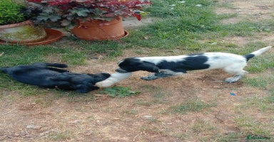 Sprocker dogs - Advert 8