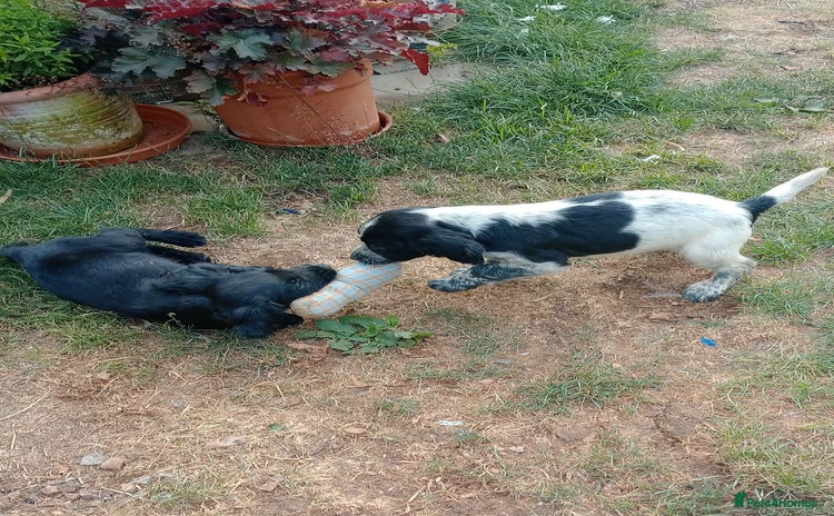 Sprocker dogs - Advert 11