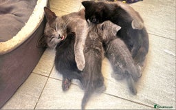 Mixed Breed cats for sale: 2 mixed breed girls(black ones left now). - Image 2