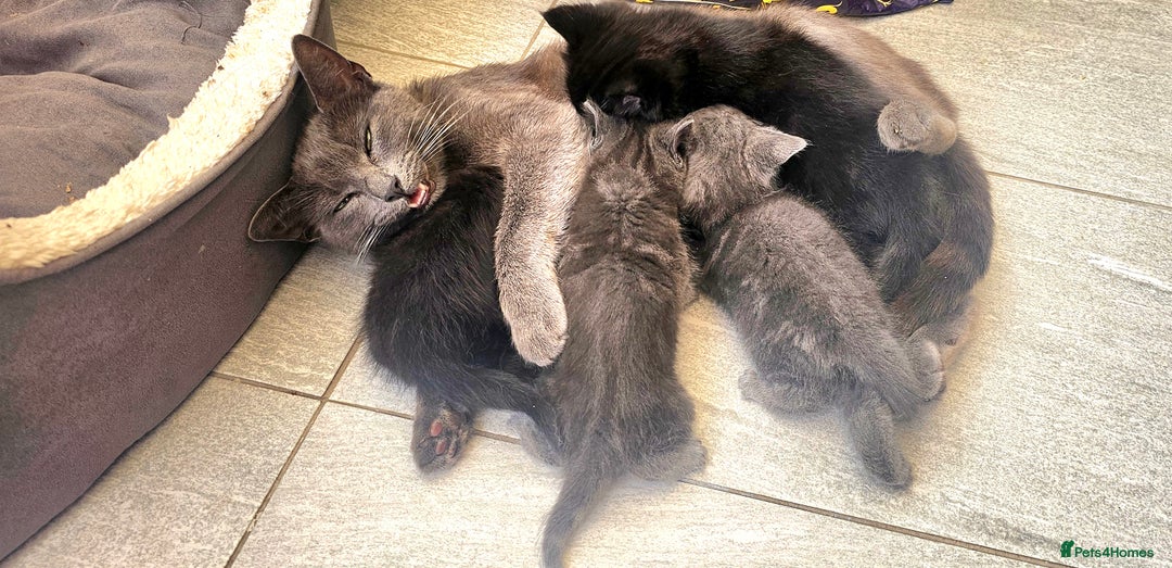 Mixed Breed cats for sale: 2 mixed breed girls(black ones left now). - Image 2