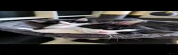 Mixed Breed cats for sale: Long hair kittens & short hair kittens ready now  - Advert 8