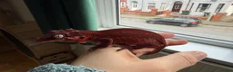 Gecko reptiles for sale: Various geckos for sale message for prices  - Advert 4