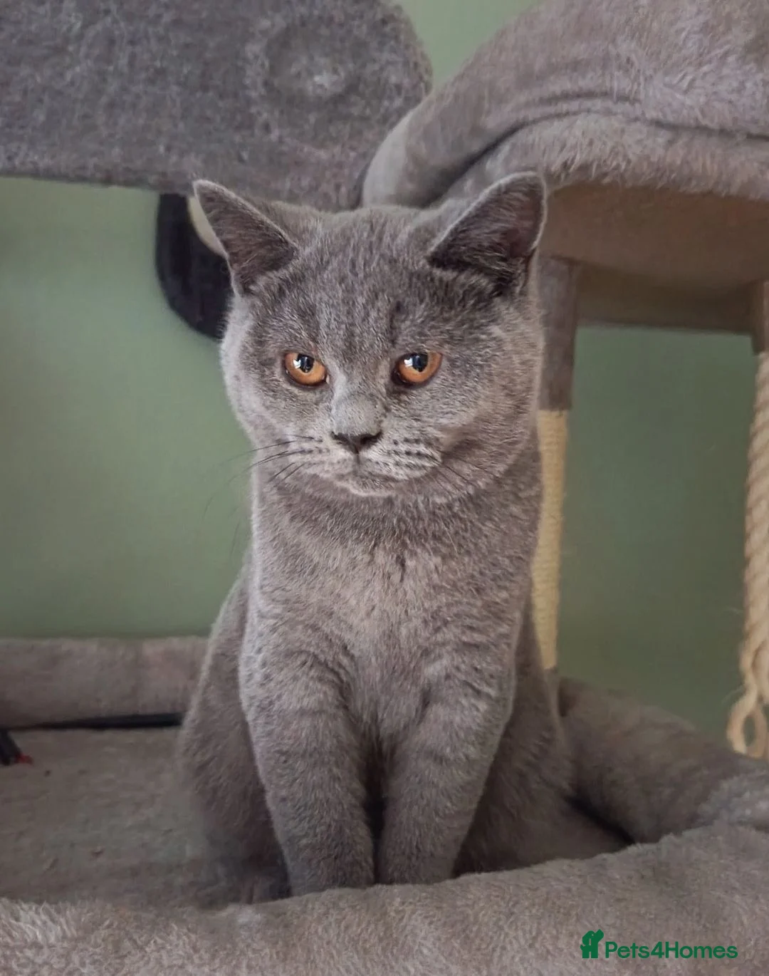 British Shorthair cats for sale: *1 Beautiful GCCF Reg'd Male, DNA Tested parents* - Advert 4