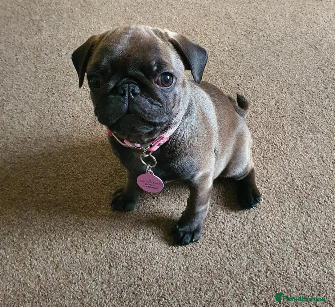 Pug dogs for sale: Pug looking for new home in Sutton Coldfield - Advert 2