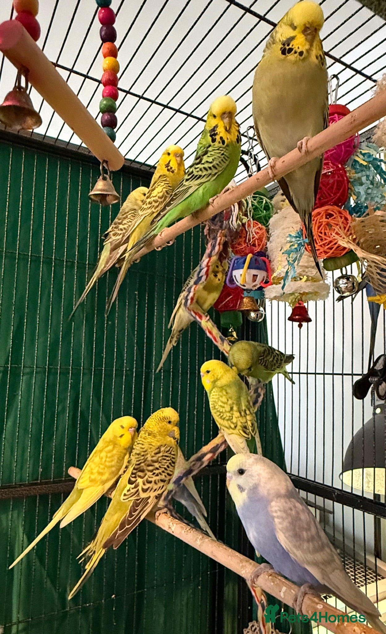 Budgerigars birds young  budgies available males & female young  - Advert 2