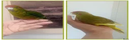 Parakeets birds for sale: Handreared baby Kakariki for sale  in Accrington - Advert 1