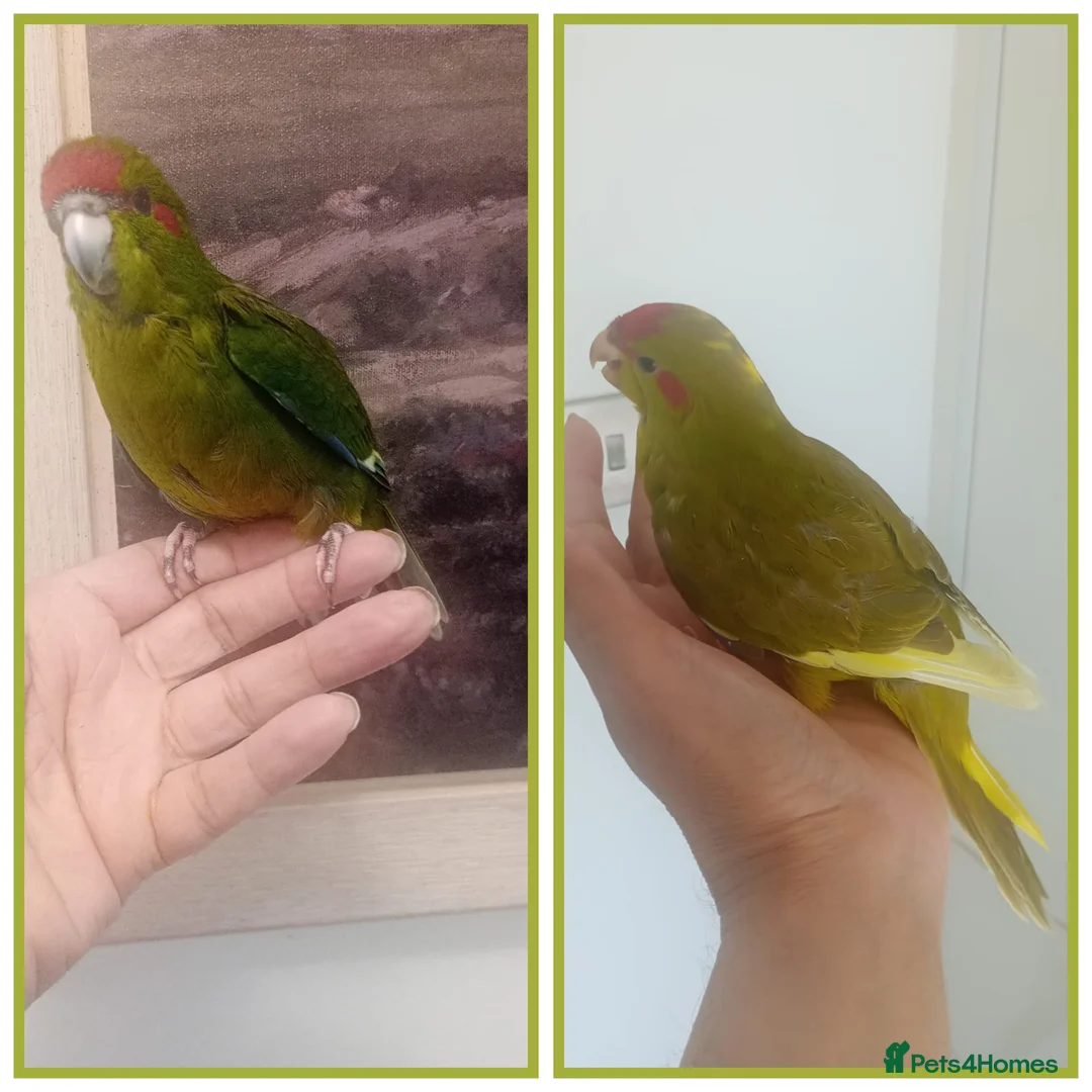 Parakeets birds for sale: Handreared baby Kakariki for sale  in Accrington - Advert 1