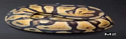 Python Snake reptiles for sale: Royal Pythons Male and Females  - Advert 10