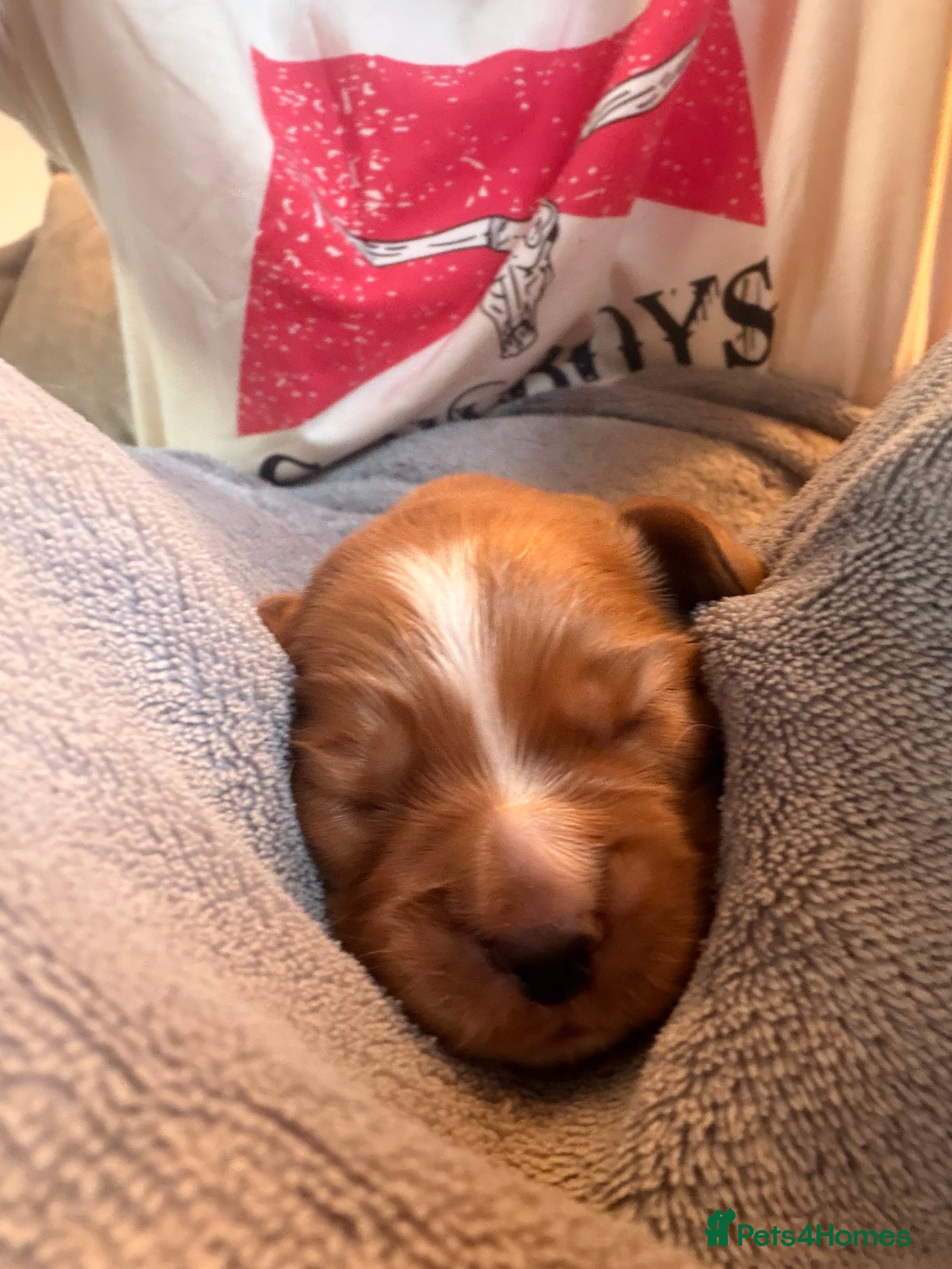 Cocker Spaniel dogs KC registered cocker spaniel puppies for sale - Advert 2