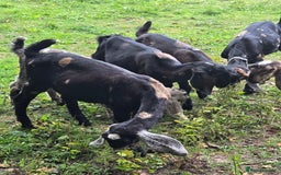 Goats livestock for sale: Pedigree Anglo Nubian Kids (disbudded) - Image 3