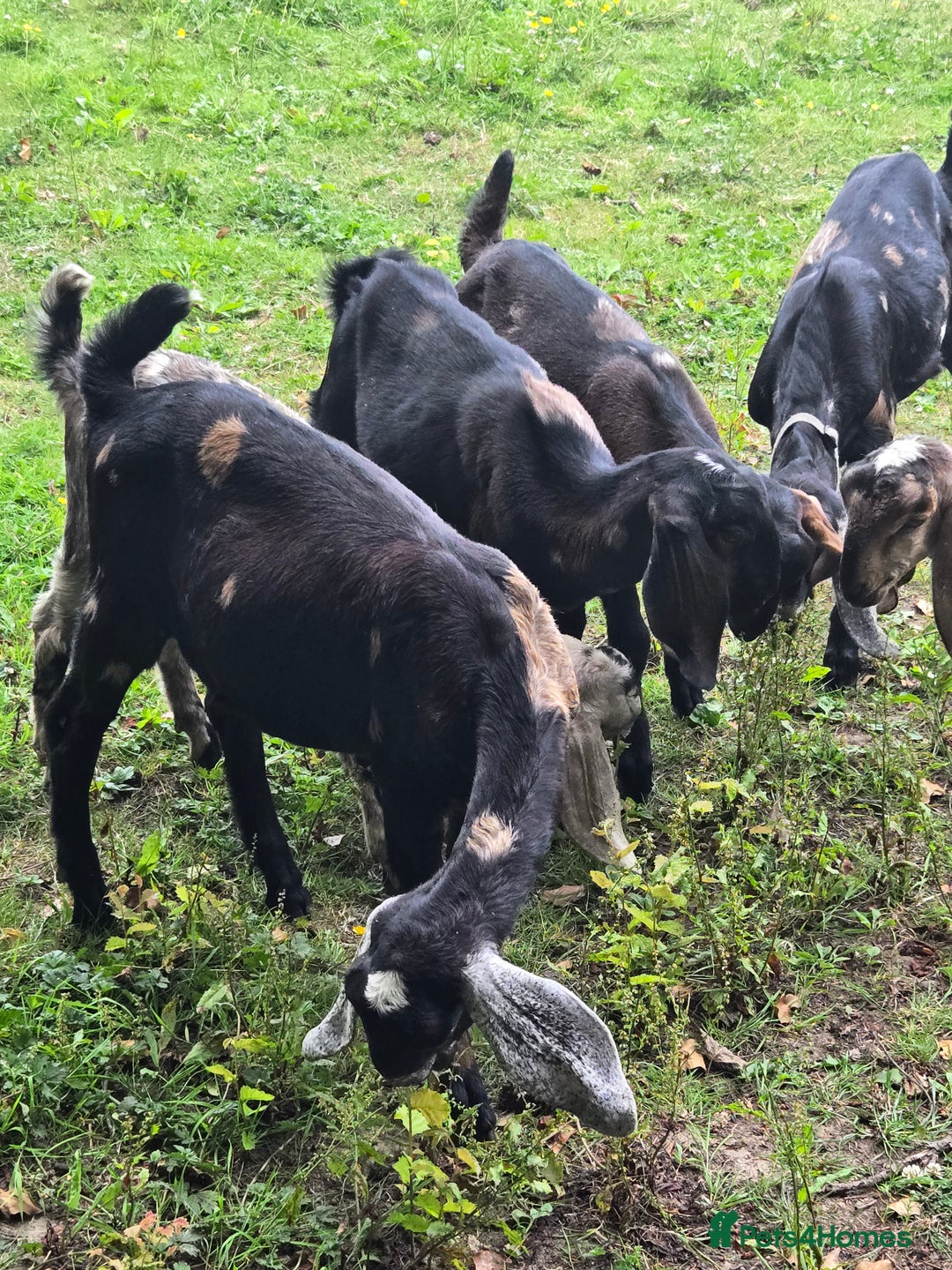 Goats livestock for sale: Pedigree Anglo Nubian Kids (disbudded) - Image 3