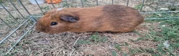 Guinea Pig rodents for sale: £20 for 2 California x male guinea pigs  - Advert 18