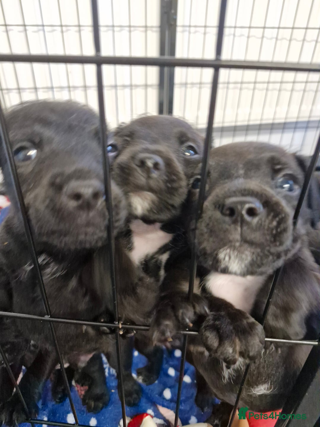 Patterdale Terrier dogs for sale: Patterdale x lakeland  - Image 12