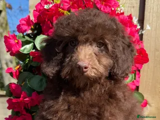 Miniature Poodle dogs 🩷💜Stunning Chocolate Mini Poodle Girls💛💜 - Advert 2
