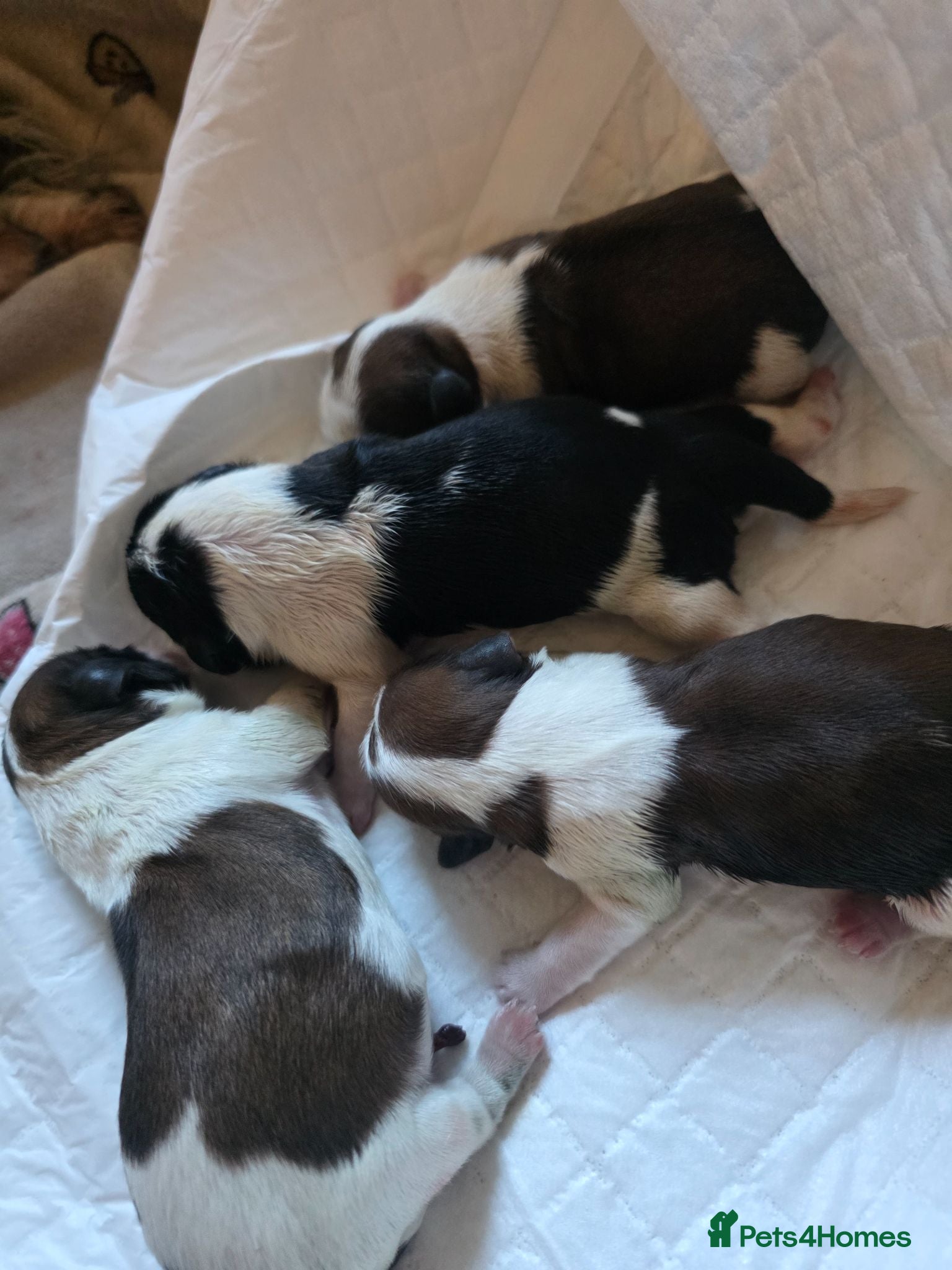 Shih Tzu dogs Stunning KC registered Standard Shih Tzu Puppies  - Advert 1