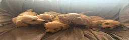 Miniature Dachshund dogs for sale: Cream Long Haired Pups KC - Advert 3