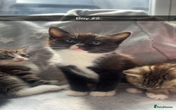 Mixed Breed cats for sale: kittens ready for reservation  - Image 12