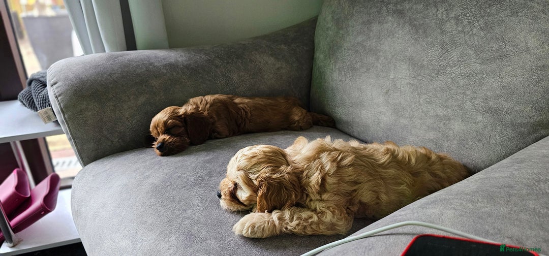Cavapoo dogs for sale: Delightful Cavapoo puppies - Image 3