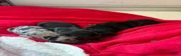Mixed Breed dogs for sale: 3 gorgeous little babies looking for forever sofas - Advert 27
